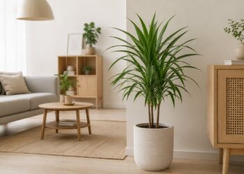 Dracena: o guia completo para cuidar desta planta elegante e quase indestrutível