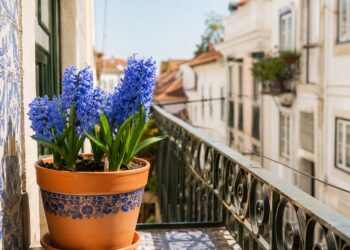 Flores azuis: 7 plantas que trazem serenidade e frescura ao seu jardim