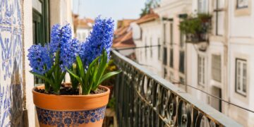 Flores azuis: 7 plantas que trazem serenidade e frescura ao seu jardim