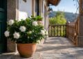 Gardénias: o guia completo para cuidar desta flor perfumada em casa ou no jardim