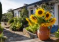 Girassóis: como plantar e cuidar desta flor cheia de alegria no seu jardim