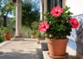 Hibisco: o guia completo para ter flores exuberantes em casa ou no jardim