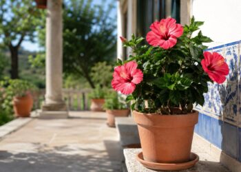 Hibisco: o guia completo para ter flores exuberantes em casa ou no jardim