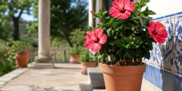 Hibisco: o guia completo para ter flores exuberantes em casa ou no jardim