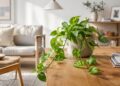 10 plantas fáceis de cuidar que enchem a sua casa de cor e vida