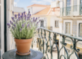 Como cuidar da lavanda em vaso: segredos para flores abundantes e um aroma irresistível