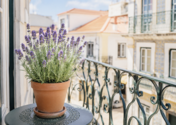 Como cuidar da lavanda em vaso: segredos para flores abundantes e um aroma irresistível