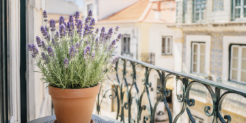 Como cuidar da lavanda em vaso: segredos para flores abundantes e um aroma irresistível