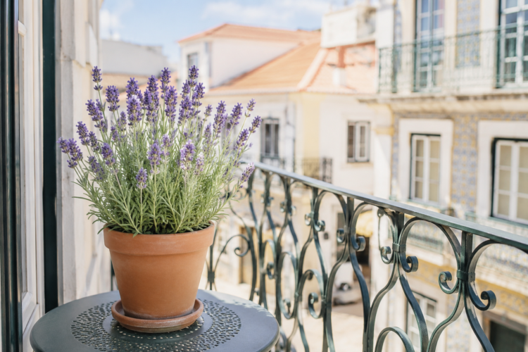 Como cuidar da lavanda em vaso: segredos para flores abundantes e um aroma irresistível