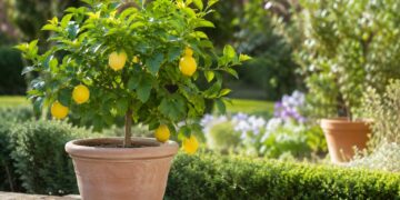 Citrinos em vaso: como cultivar um limoeiro ou uma laranjeira na varanda