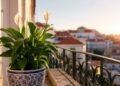 Lírio-da-paz: o guia completo para cuidar desta planta cheia de elegância e significado
