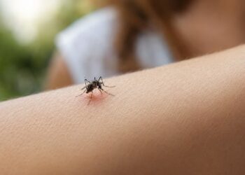 Porque é que os mosquitos picam mais certas pessoas - o que a ciência explica