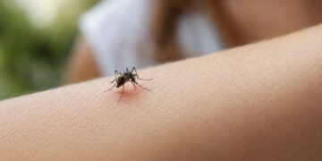 Porque é que os mosquitos picam mais certas pessoas - o que a ciência explica