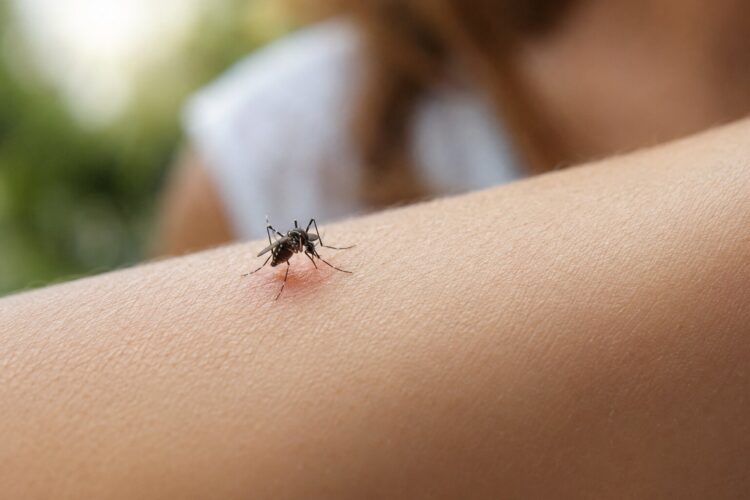Porque é que os mosquitos picam mais certas pessoas - o que a ciência explica