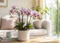 Orquídeas em casa: o guia completo para cuidar destas flores extraordinárias