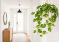 As melhores plantas para o hall de entrada