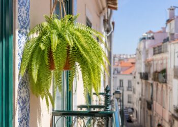 7 plantas pendentes de exterior para transformar a sua varanda