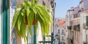 7 plantas pendentes de exterior para transformar a sua varanda