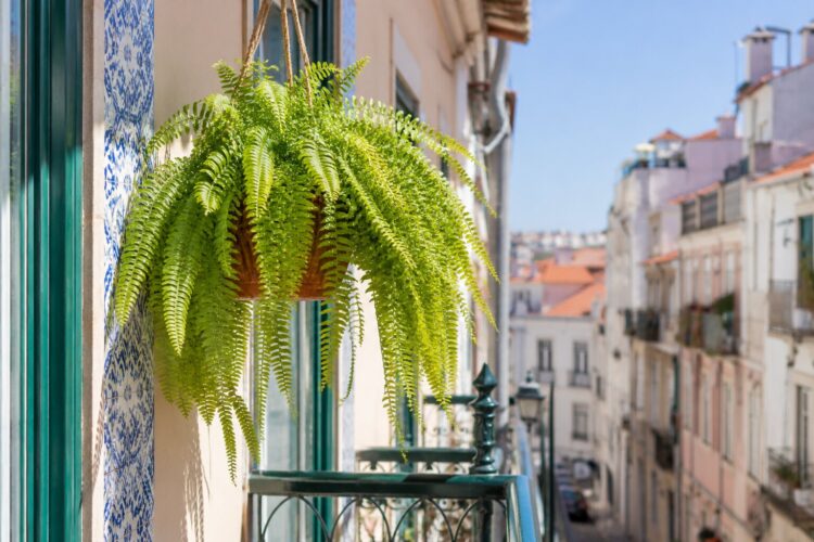 7 plantas pendentes de exterior para transformar a sua varanda