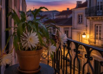 Três plantas que florescem à noite e enchem o jardim de cor e perfume ao anoitecer