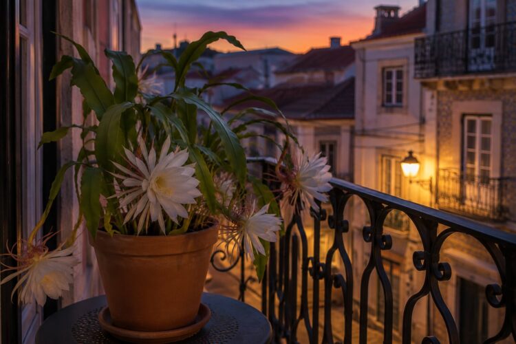 Três plantas que florescem à noite e enchem o jardim de cor e perfume ao anoitecer
