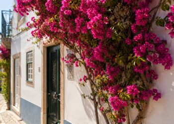 7 plantas trepadeiras para transformar o seu jardim com altura, cor e elegância