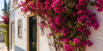 7 plantas trepadeiras para transformar o seu jardim com altura, cor e elegância
