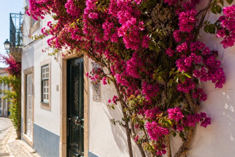 7 plantas trepadeiras para transformar o seu jardim com altura, cor e elegância