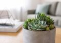10 suculentas de interior que vão transformar a sua casa com pouco esforço