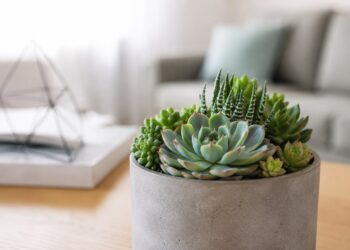 10 suculentas de interior que vão transformar a sua casa com pouco esforço