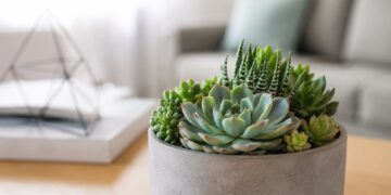10 suculentas de interior que vão transformar a sua casa com pouco esforço