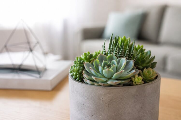 10 suculentas de interior que vão transformar a sua casa com pouco esforço