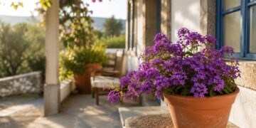 Verbena: a planta perfeita para uma varanda ou jardim cheio de cor no Verão