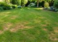 Porque a relva do jardim fica com manchas amarelas em certas zonas