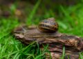 Como proteger o jardim de caracóis e lesmas sem venenos agressivos