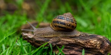 Como proteger o jardim de caracóis e lesmas sem venenos agressivos