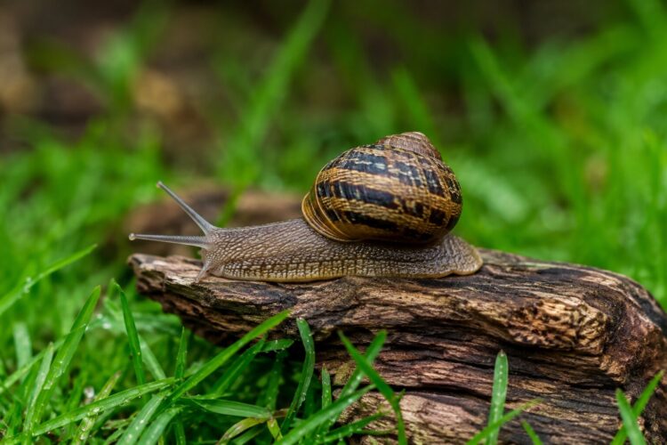 Como proteger o jardim de caracóis e lesmas sem venenos agressivos