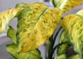 Porque as folhas das plantas de interior ficam amarelas