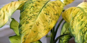Porque as folhas das plantas de interior ficam amarelas