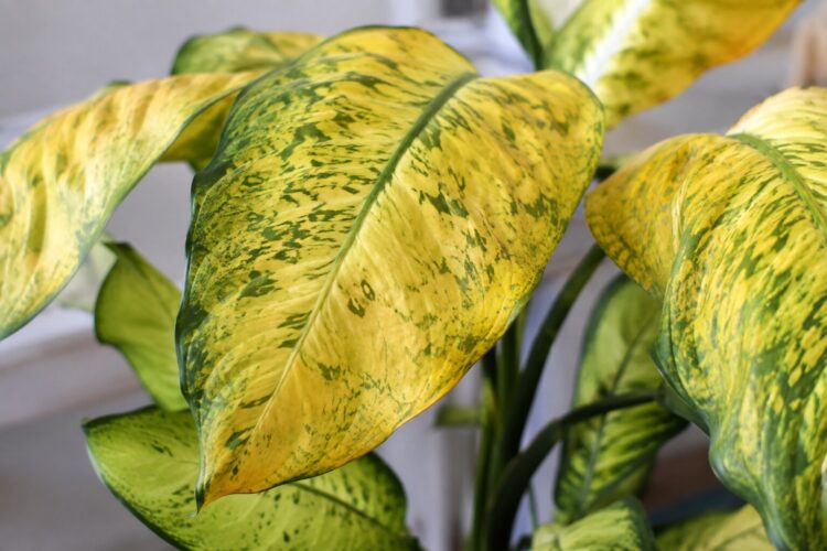 Porque as folhas das plantas de interior ficam amarelas
