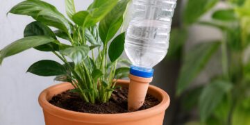 Como fazer rega automática caseira para plantas durante as férias