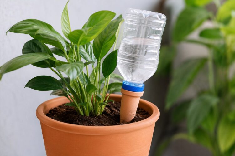 Como fazer rega automática caseira para plantas durante as férias