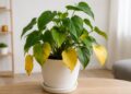 Porque as folhas das plantas de interior ficam amarelas