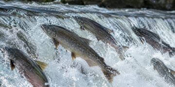 Como os salmões sabem voltar ao rio exato onde nasceram