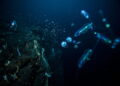 Porque quase todo o fundo do oceano continua por explorar
