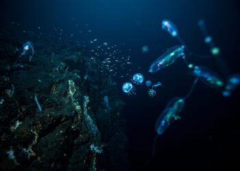 Porque quase todo o fundo do oceano continua por explorar