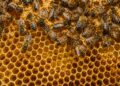 Porque as abelhas constroem favos em hexágonos e não noutra forma