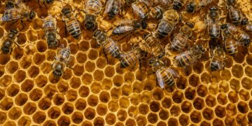 Porque as abelhas constroem favos em hexágonos e não noutra forma
