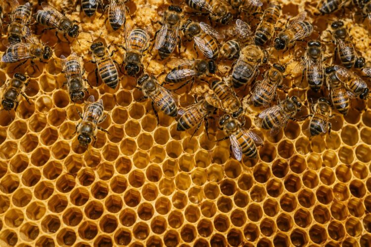 Porque as abelhas constroem favos em hexágonos e não noutra forma