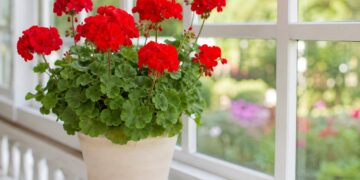 As melhores plantas para a marquise: como aproveitar este espaço cheio de luz